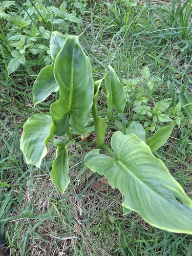 calla lily