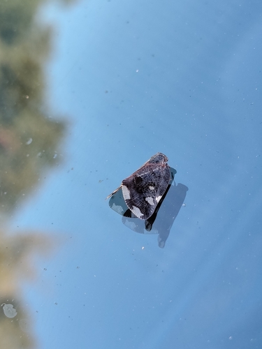 Black planthopper