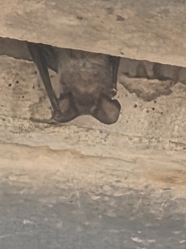 Mexican Free-tailed Bat observed by jennifer1437