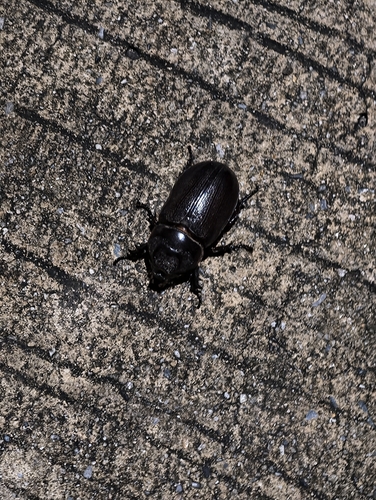 Coconut Rhinoceros Beetle