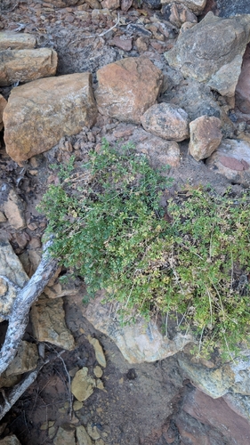 Spiny Greasebush