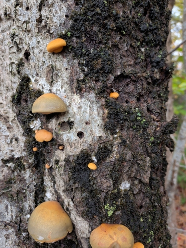 Fungi Including Lichens