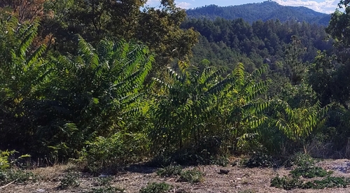 tree-of-heaven