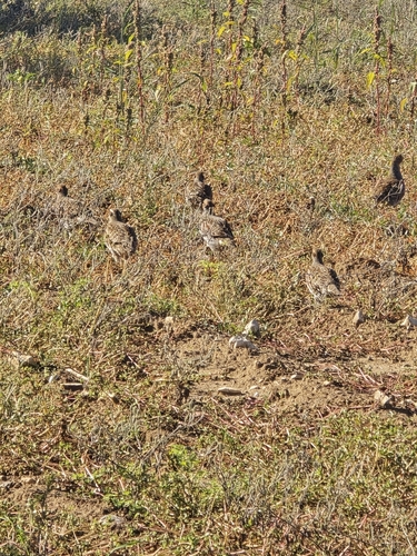 Gray Partridge