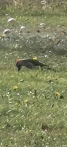 Eurasian Green Woodpecker