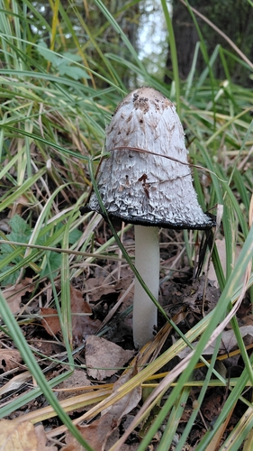 Shaggy Mane