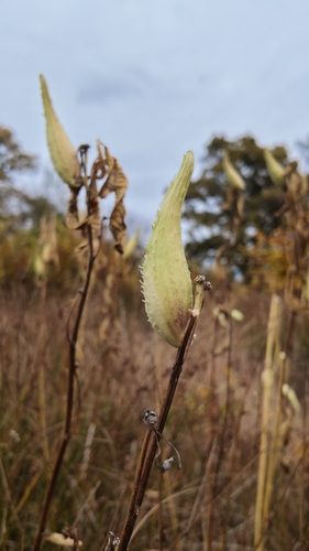 common milkweed