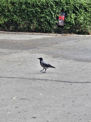 Hooded Crow