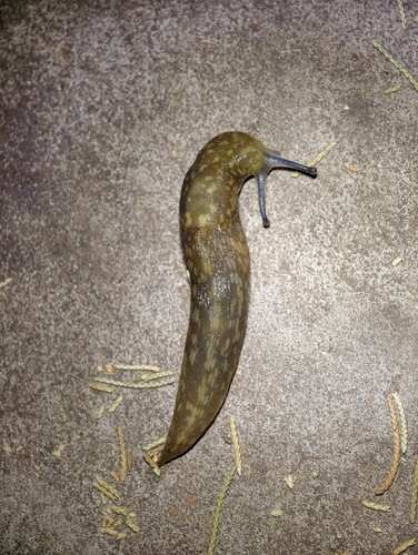 Yellow Cellar Slug