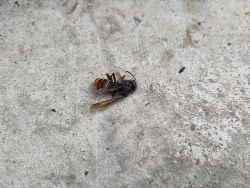Vespa velutina nigrithorax