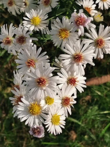 panicled aster