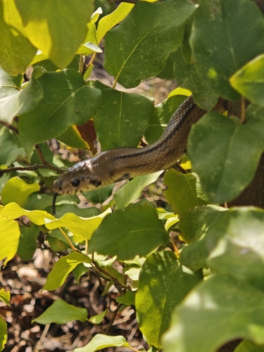 Ladder Snake