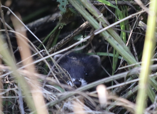 European Polecat