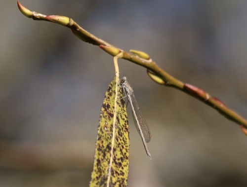 Siberian Winter Damsel