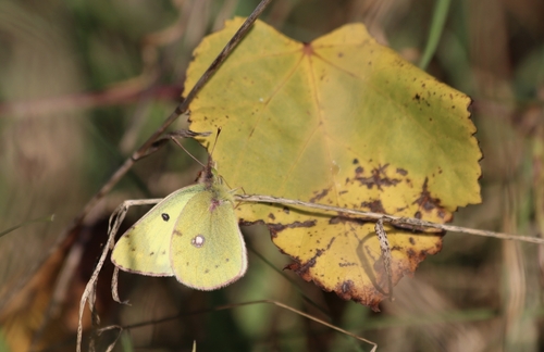 Pale Clouded Yellow