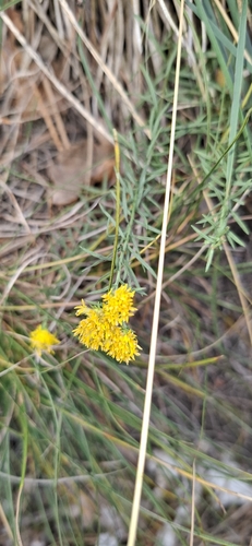 Goldilocks Aster