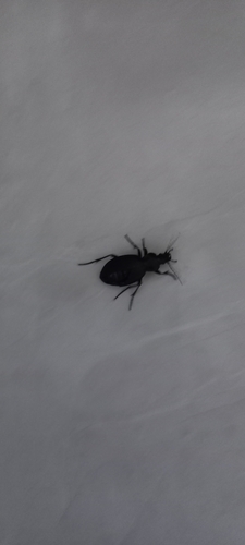 Leather Beetle