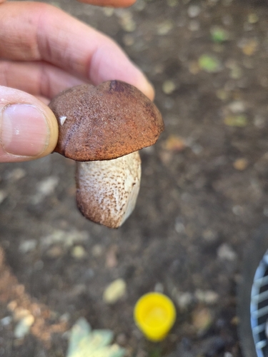 Red-capped Scaber Stalk