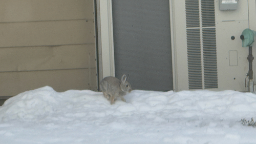 Mountain Cottontail observed by shorb