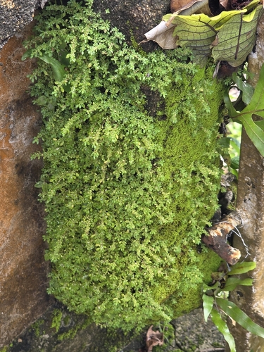 Artillery Plant