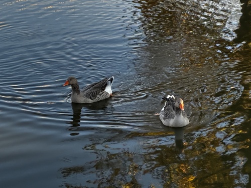 Greylag Goose