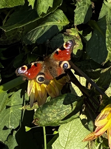 European Peacock Butterfly