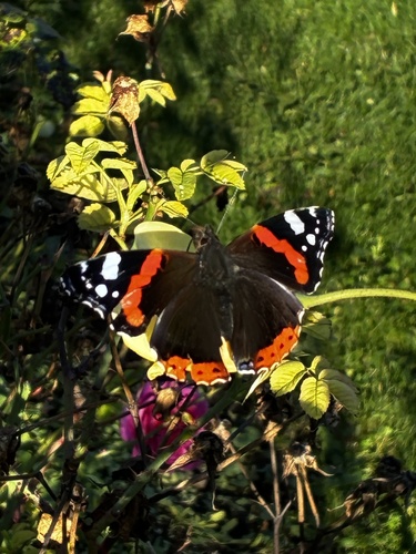 Red Admiral