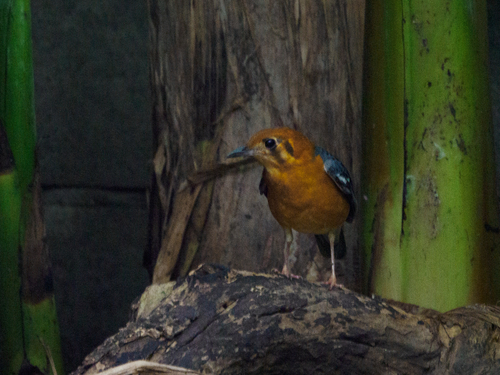 Orange-headed Thrush
