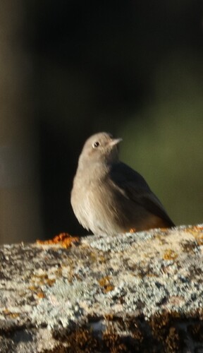 Black Redstart
