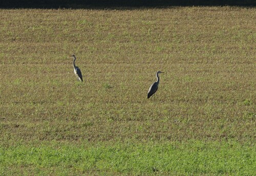 Grey Heron