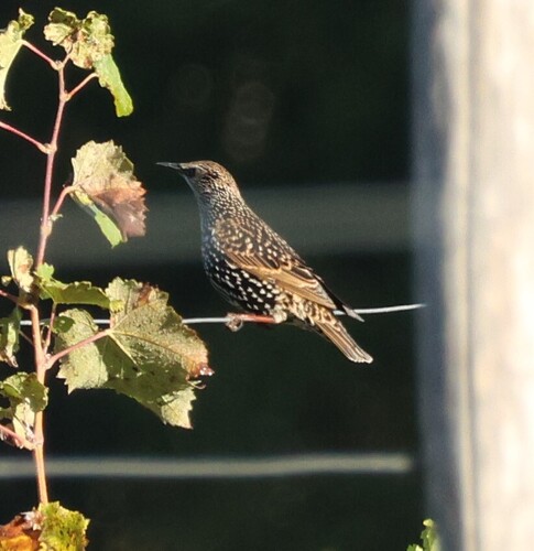 European Starling