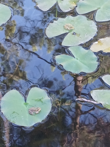 Iberian Green Frog