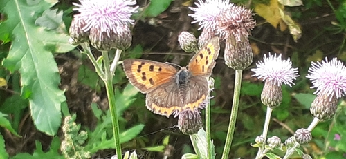 Small Copper