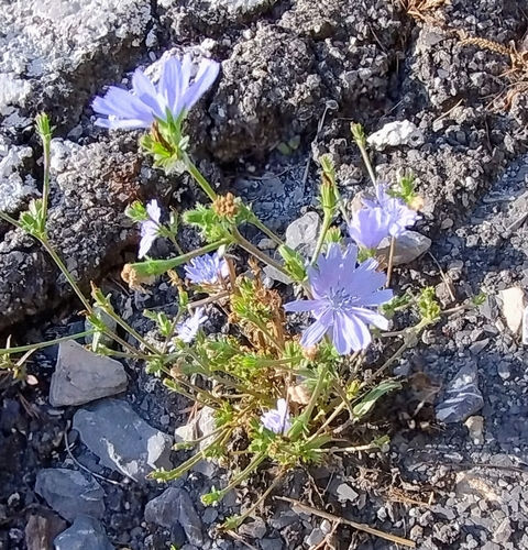 chicory