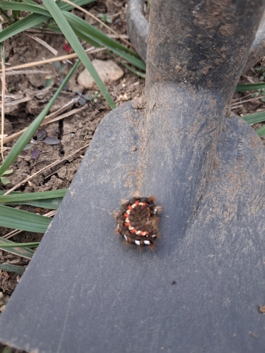 Knot Grass Moth