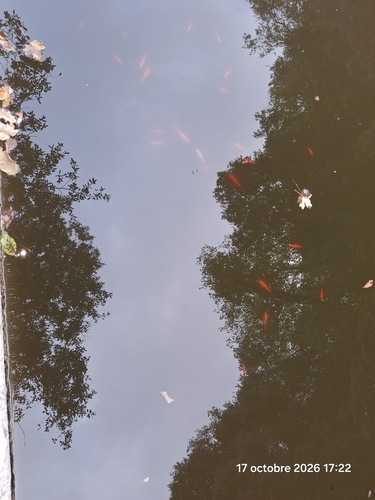 Goldfish