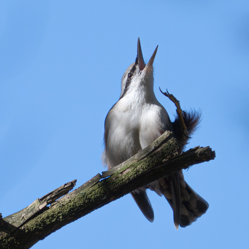 Eurasian Nuthatch