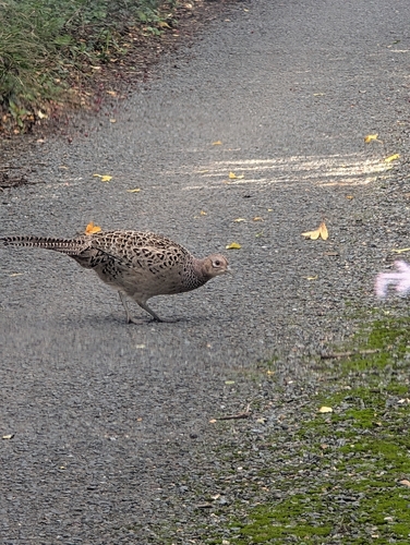 Ring-necked Pheasant observed by beverlymanz