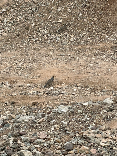 Gambel's Quail observed by maxwell_jones