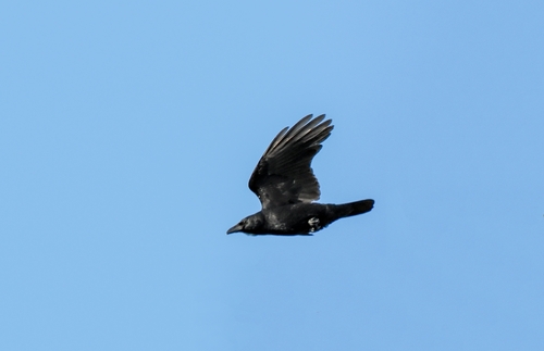 Carrion Crow