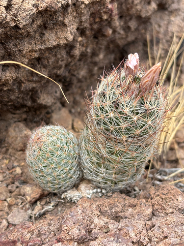 Whitecolumn Foxtail Cactus