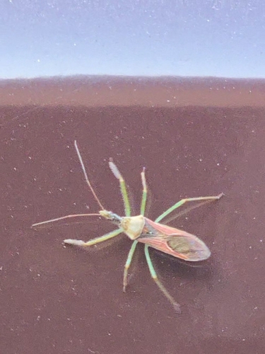 Leafhopper Assassin Bug