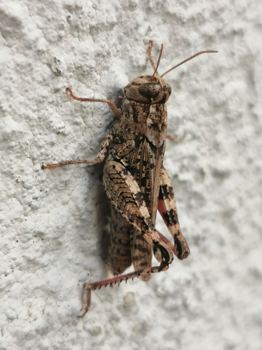 Barbary Grasshopper