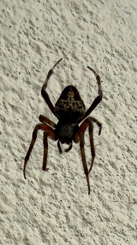 Spotted Orbweaver