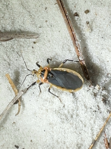 Scarlet-bordered Assassin Bug