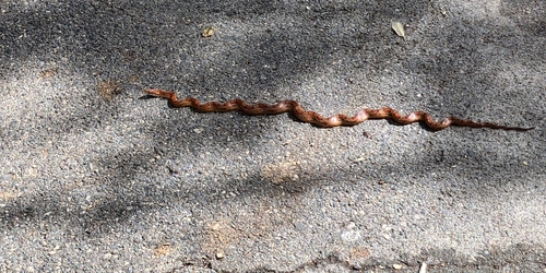 Pantherophis guttatus observed by pnutbdr