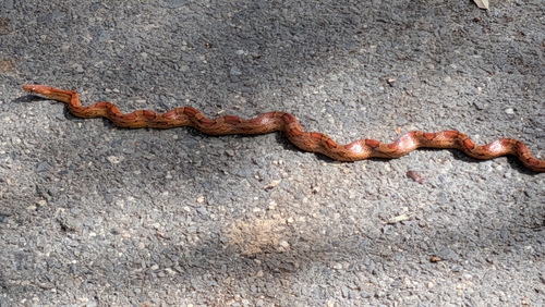 Pantherophis guttatus observed by pnutbdr