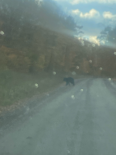 Black Bear sighting near Oak Point Rd