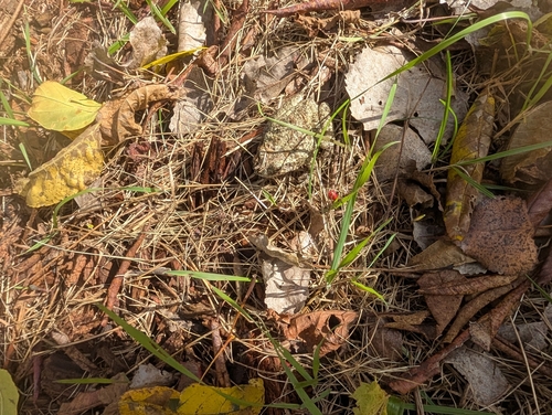 Gray Treefrog observed by rhacodactylusdaly