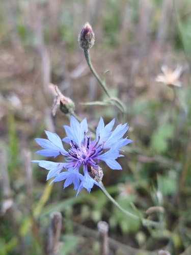 Cornflower